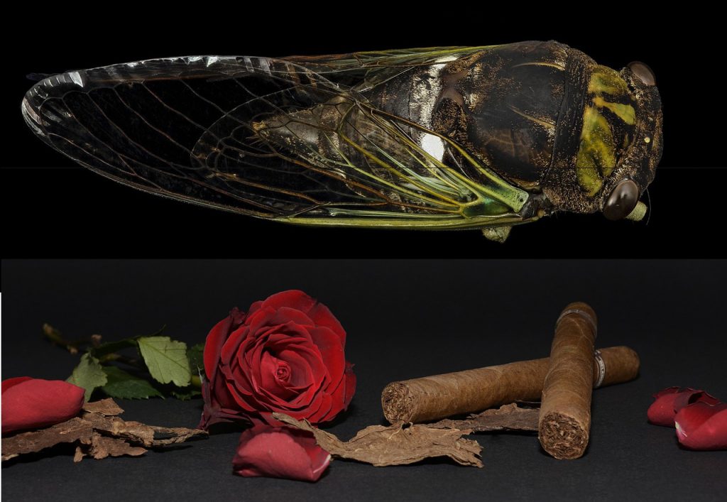 cicada, tobacco leaf, cicada origin, tobacco leaf filler, cigar, cigars, roses, cigar filler, rose, tobacco, leaf, bugs, cicadas, linguistic origin, cicada linguistic, tobacco linguistic