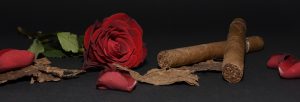 tobacco, rose, tobacco rose, cigar, cigar origin, cigar rose, tobacco leaves, roses, cigars, cigars and tobacco, cigar culture, tobacco culture