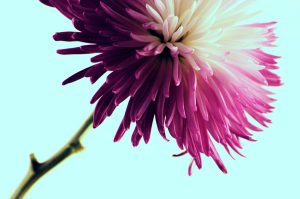 flower, dahlia, pretty, cute, plant, villains, dahlia hawthorne, symbol