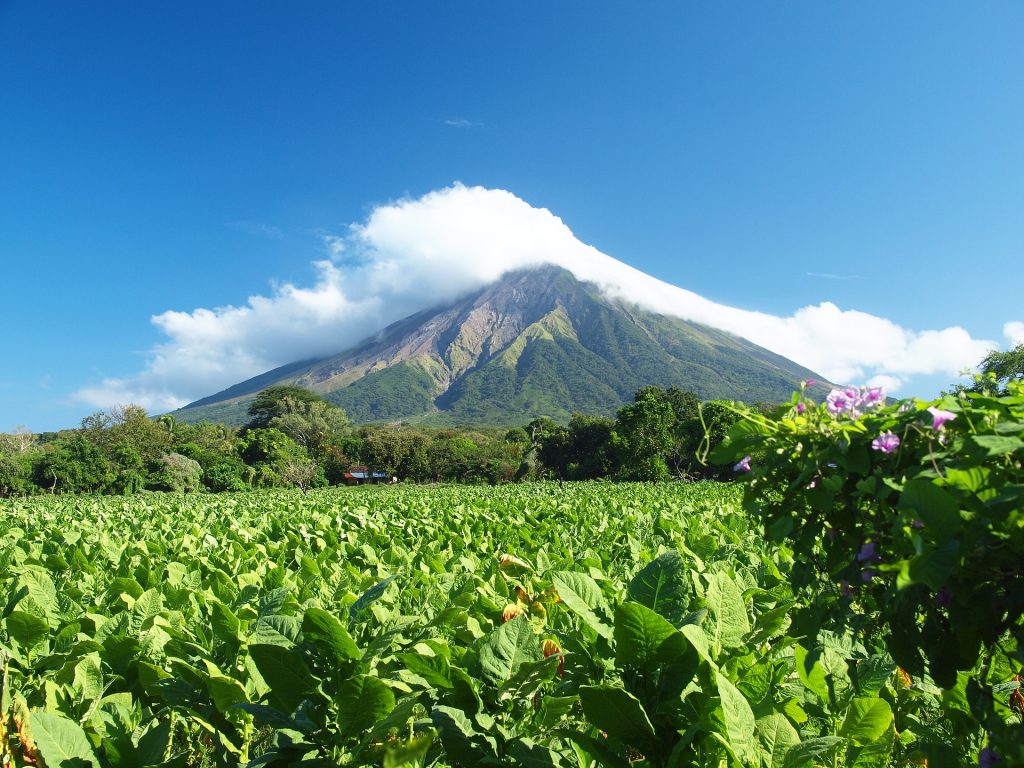 volcano, volcanoes, ometempe island, island, grow tobacco, tobacco leaves